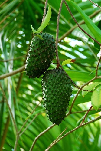 What is Jamaican soursop?